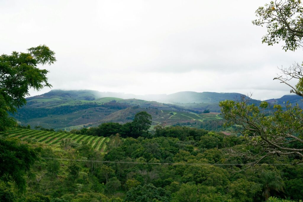 Orosi Valley Costa Rica vineyard