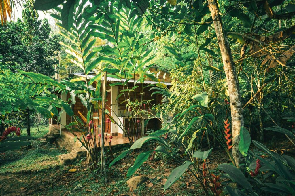 rustic jungle kitchen