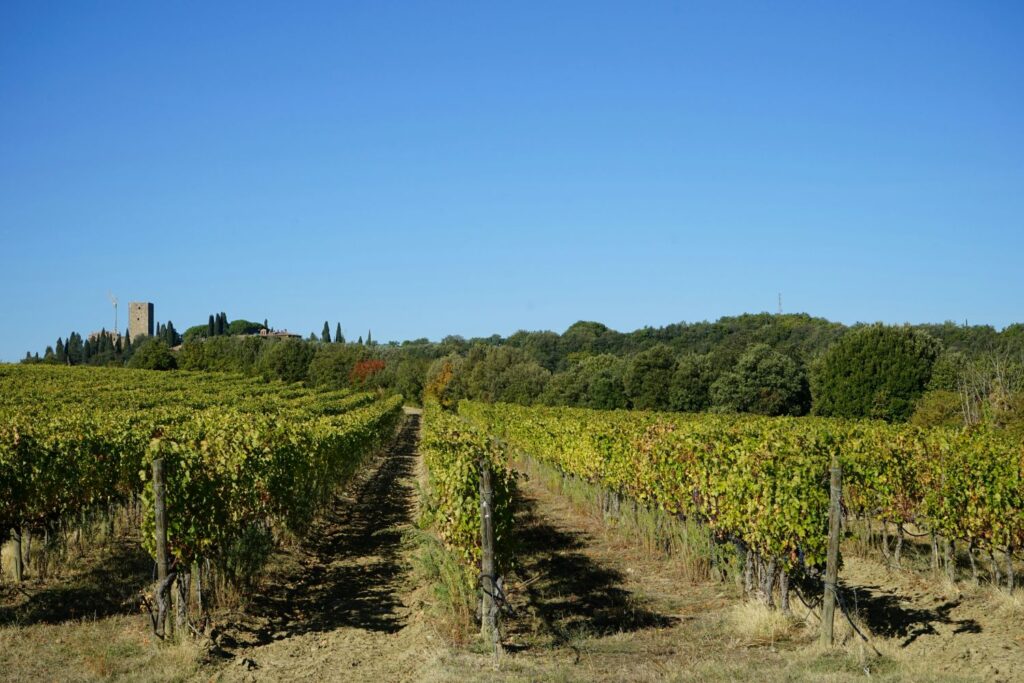 Franciacorta’s vineyard