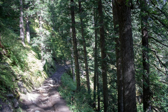 Kuilau Ridge trail