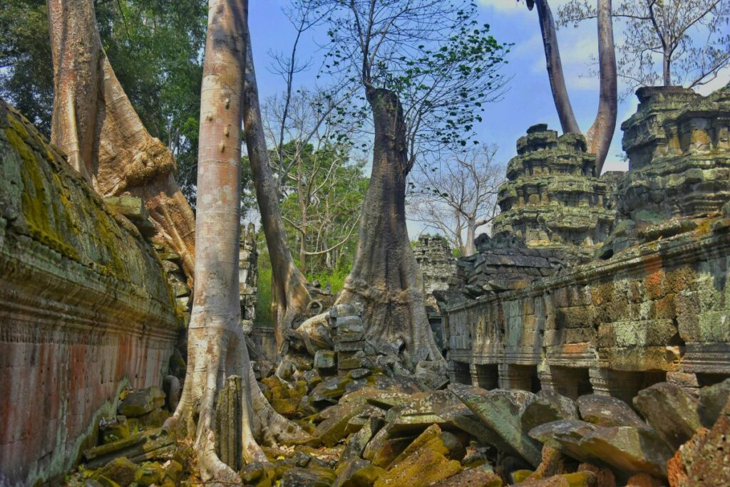Tree roots wrapped around Ta Prohm temple corridors near Angkor Wat
