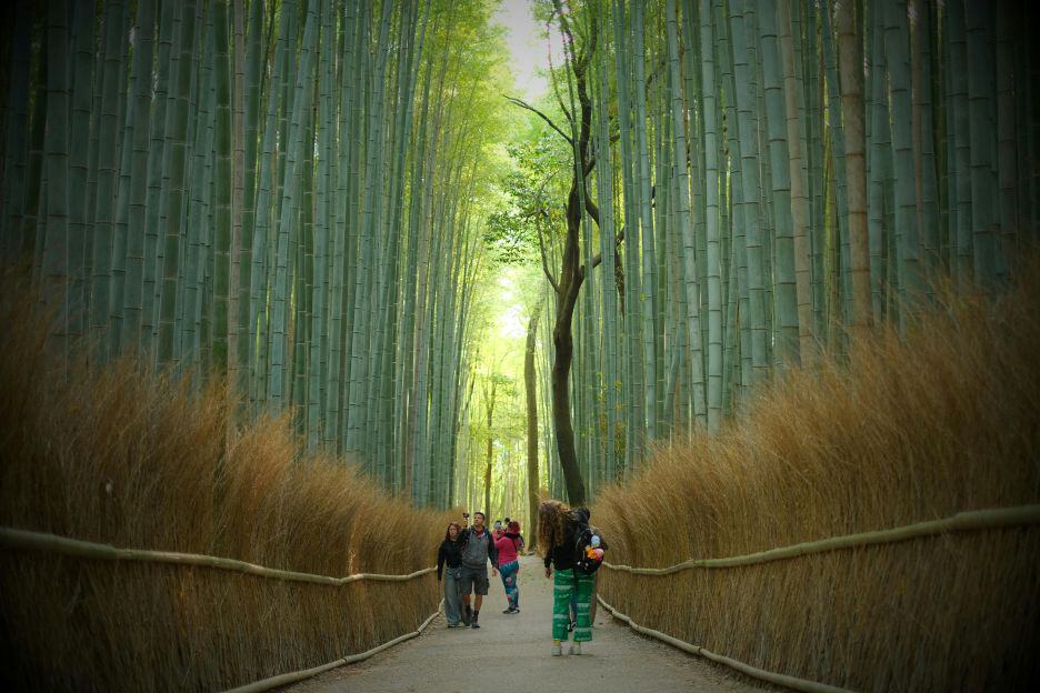 Arashiyama Bamboo Grove