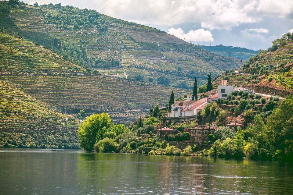 Portugal wine harvest