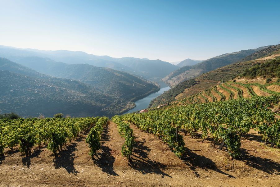 Douro Valley terraced vineyards