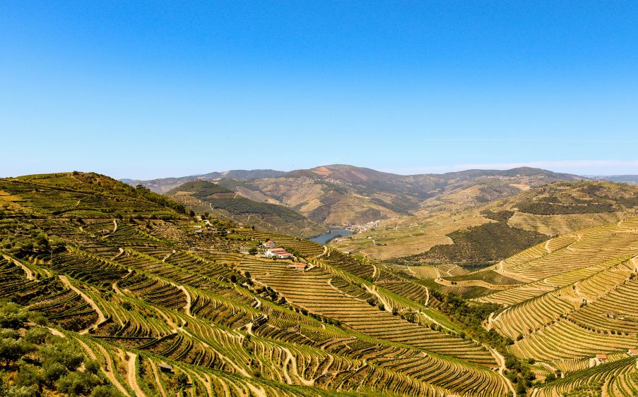 Douro Valley terraced vineyards