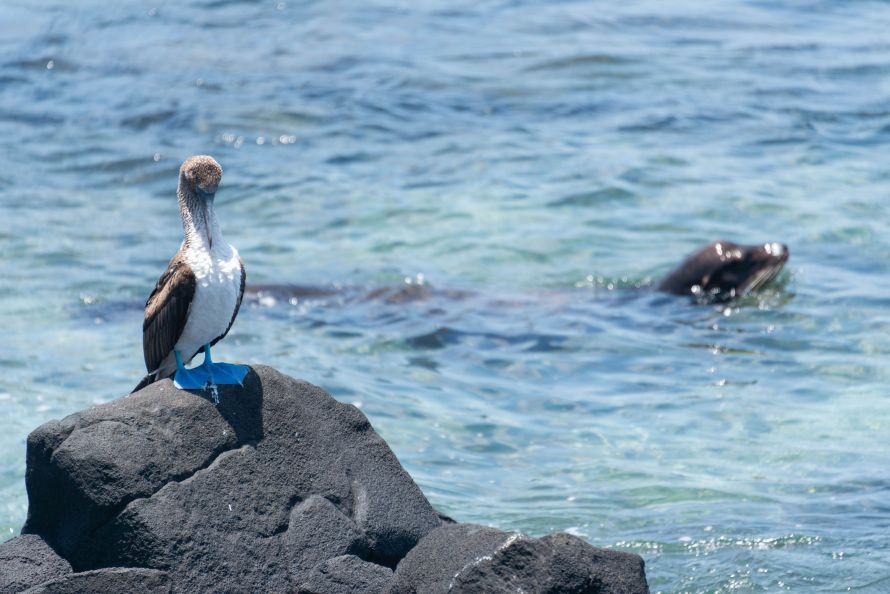 guided Galápagos wildlife walk