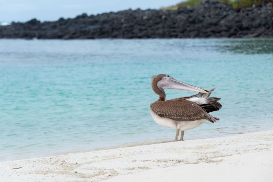 Galápagos warm season