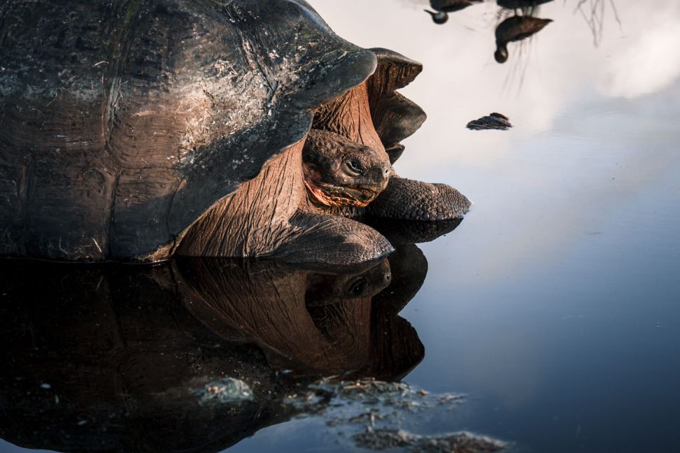 sea turtle in the clear waters of the Galápagos Islands