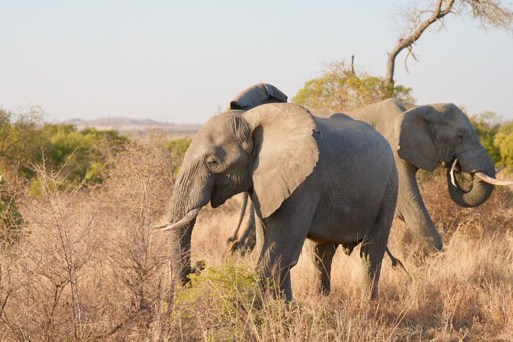 Where to Go on Safari in South Africa