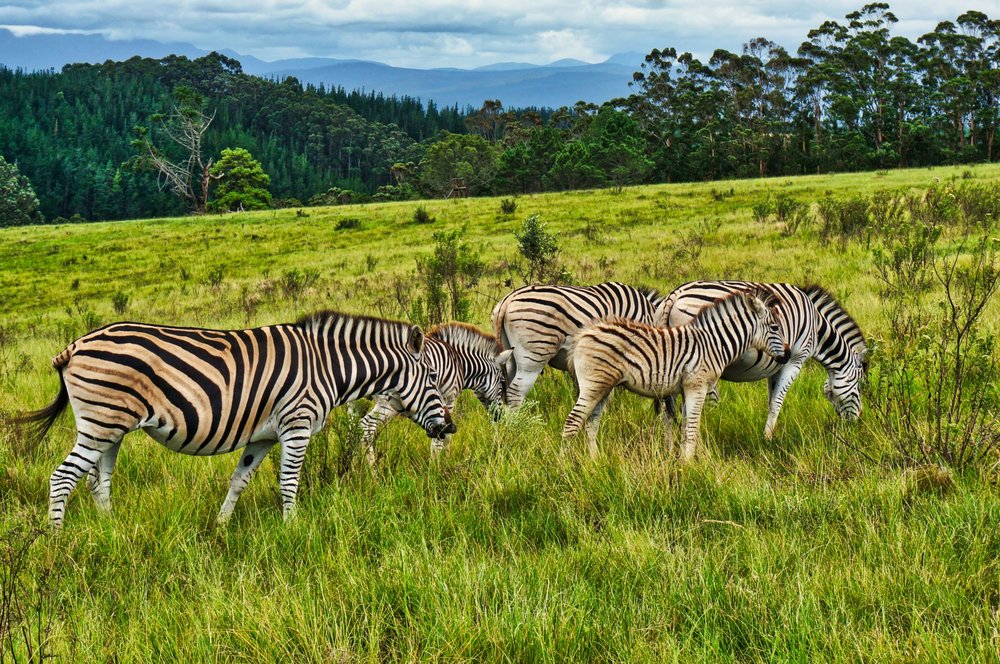 Health, Safety, Flights, and Practical Safari Preparation
