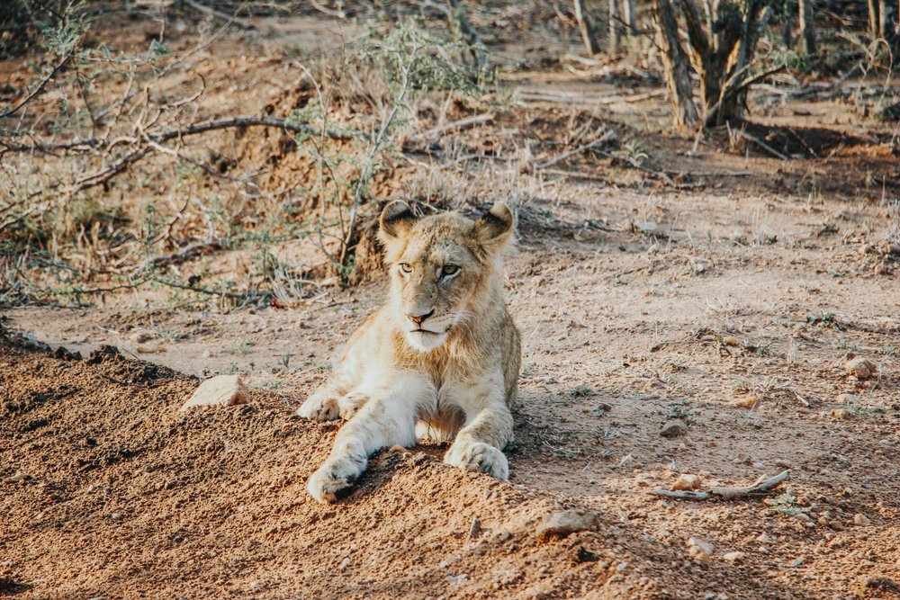 Is a South Africa Safari Right for You?