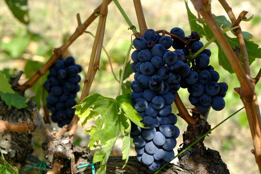 Stay Near Montalcino If Brunello and Wine Depth Matter More Than Broad Sightseeing